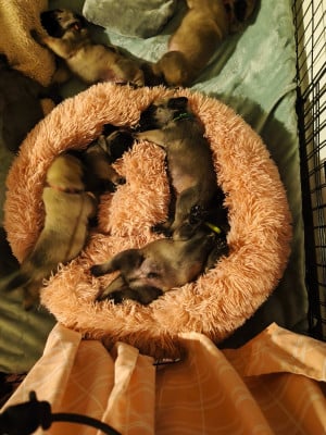 Les chiots de Mastiff