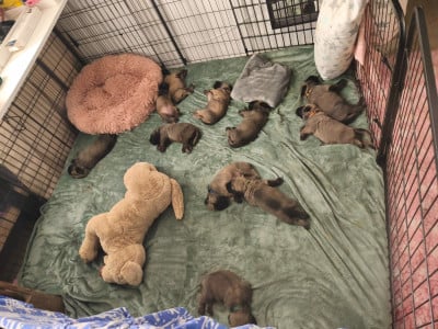 Les chiots de Mastiff