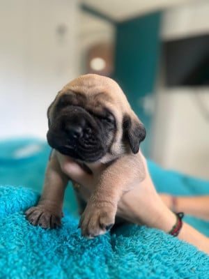 Les chiots de Mastiff