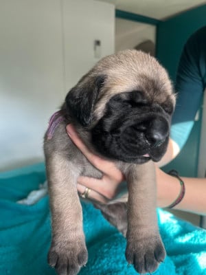 Les chiots de Mastiff