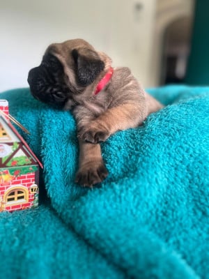 Les chiots de Mastiff