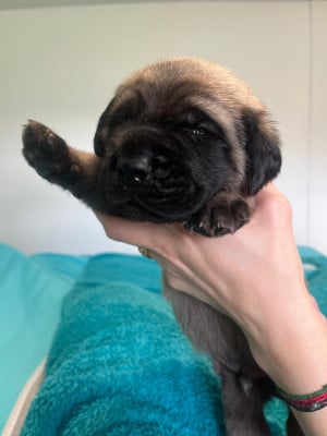 Les chiots de Mastiff
