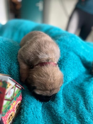 Les chiots de Mastiff