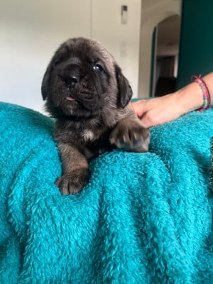 Les chiots de Mastiff