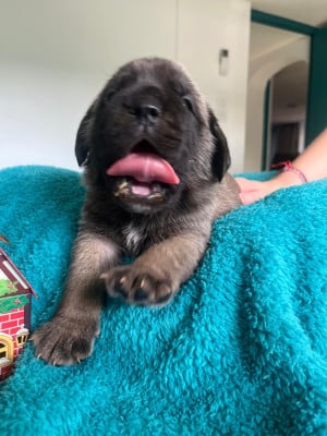 Les chiots de Mastiff