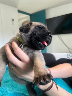 Les chiots de Mastiff