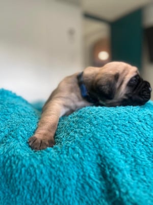 Les chiots de Mastiff