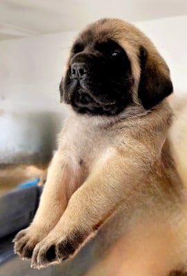 Les chiots de Mastiff