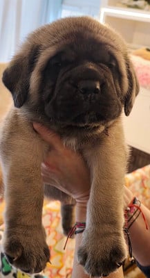 Les chiots de Mastiff