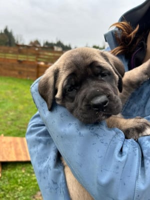 Les chiots de Mastiff