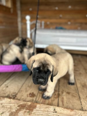 Les chiots de Mastiff
