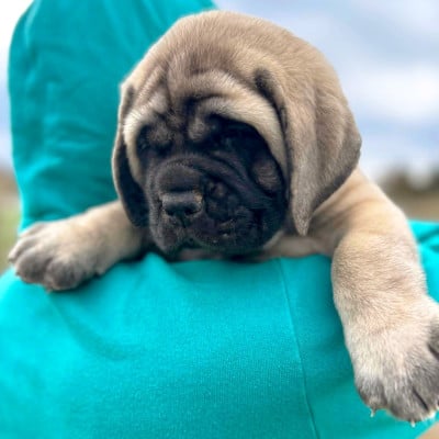 Les chiots de Mastiff