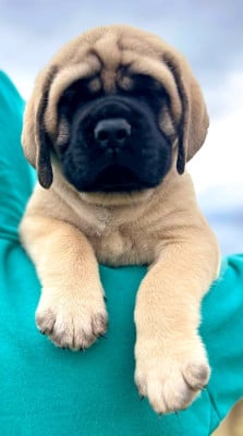Les chiots de Mastiff