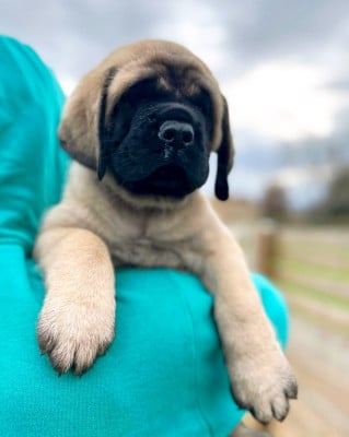 Les chiots de Mastiff
