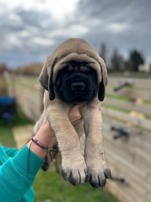 Les chiots de Mastiff