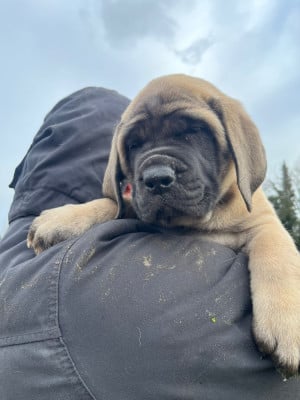 Les chiots de Mastiff