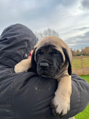 Les chiots de Mastiff