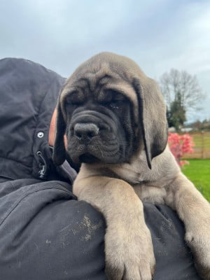 Les chiots de Mastiff