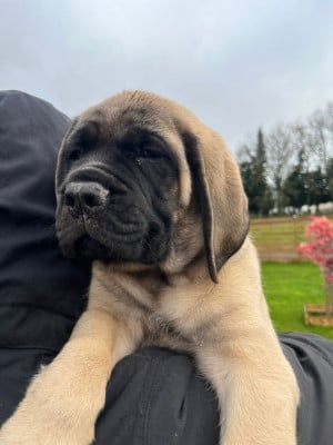 Les chiots de Mastiff