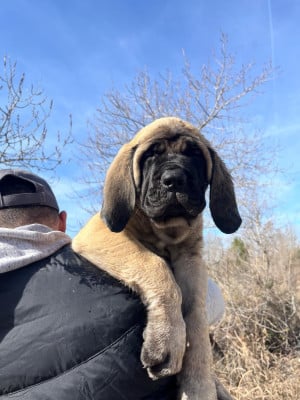 Les chiots de Mastiff