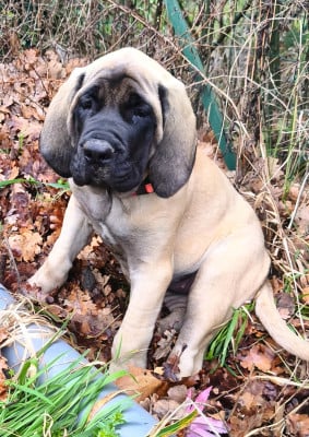 Les chiots de Mastiff