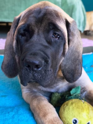 Les chiots de Mastiff