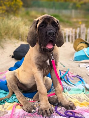 Les chiots de Mastiff