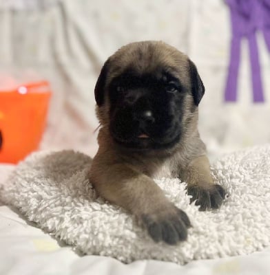 Les chiots de Mastiff