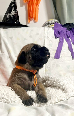 Les chiots de Mastiff