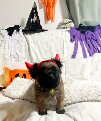 Les chiots de Mastiff