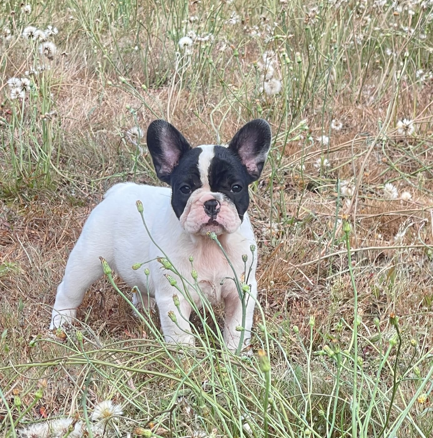 Chiot N°8 - Bouledogue français