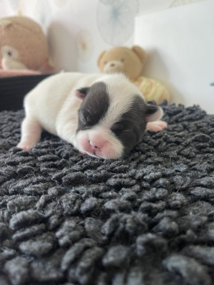 Les chiots de Bouledogue français