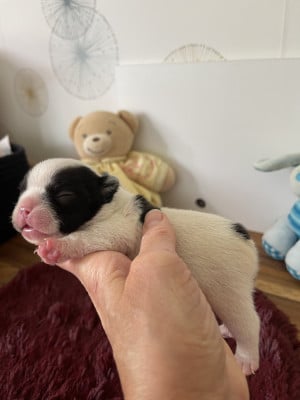 Les chiots de Bouledogue français