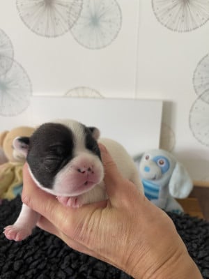 Les chiots de Bouledogue français