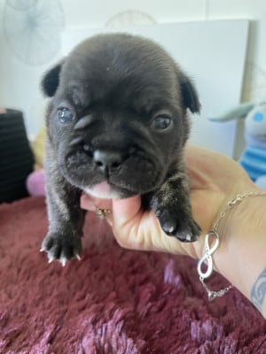 Les chiots de Bouledogue français