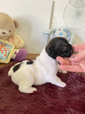 Les chiots de Bouledogue français
