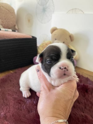 Les chiots de Bouledogue français