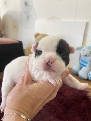 Les chiots de Bouledogue français