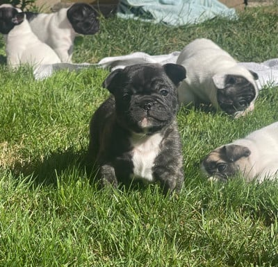 Les chiots de Bouledogue français