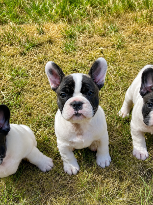 Les chiots de Bouledogue français