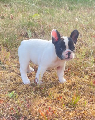 Les chiots de Bouledogue français
