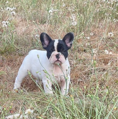 Chiot N°8 - Bouledogue français