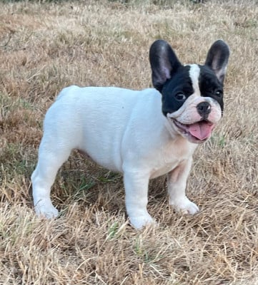 Les chiots de Bouledogue français