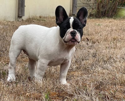 Les chiots de Bouledogue français
