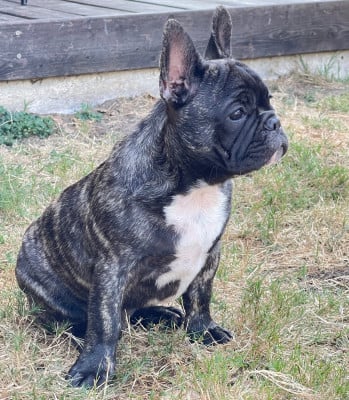 Les chiots de Bouledogue français