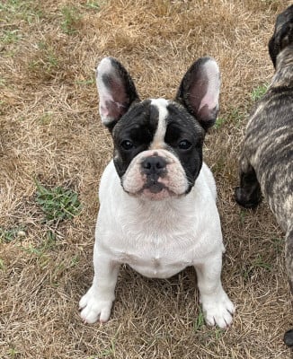 Les chiots de Bouledogue français