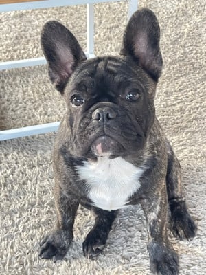 Les chiots de Bouledogue français