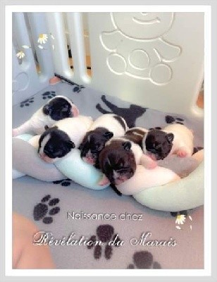 Bouledogue français - Les bébés de Brad et Nougatyne sont nés - des Révélations Du Marais