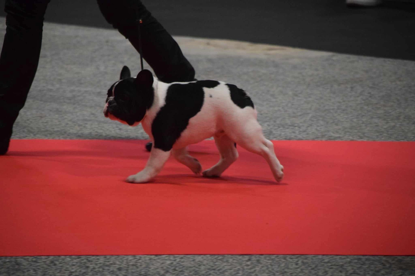 CH. VICTOIRE des Révélations Du Marais - 1ERE EXCELLENT- CACJ et MEILLEUR JEUNE