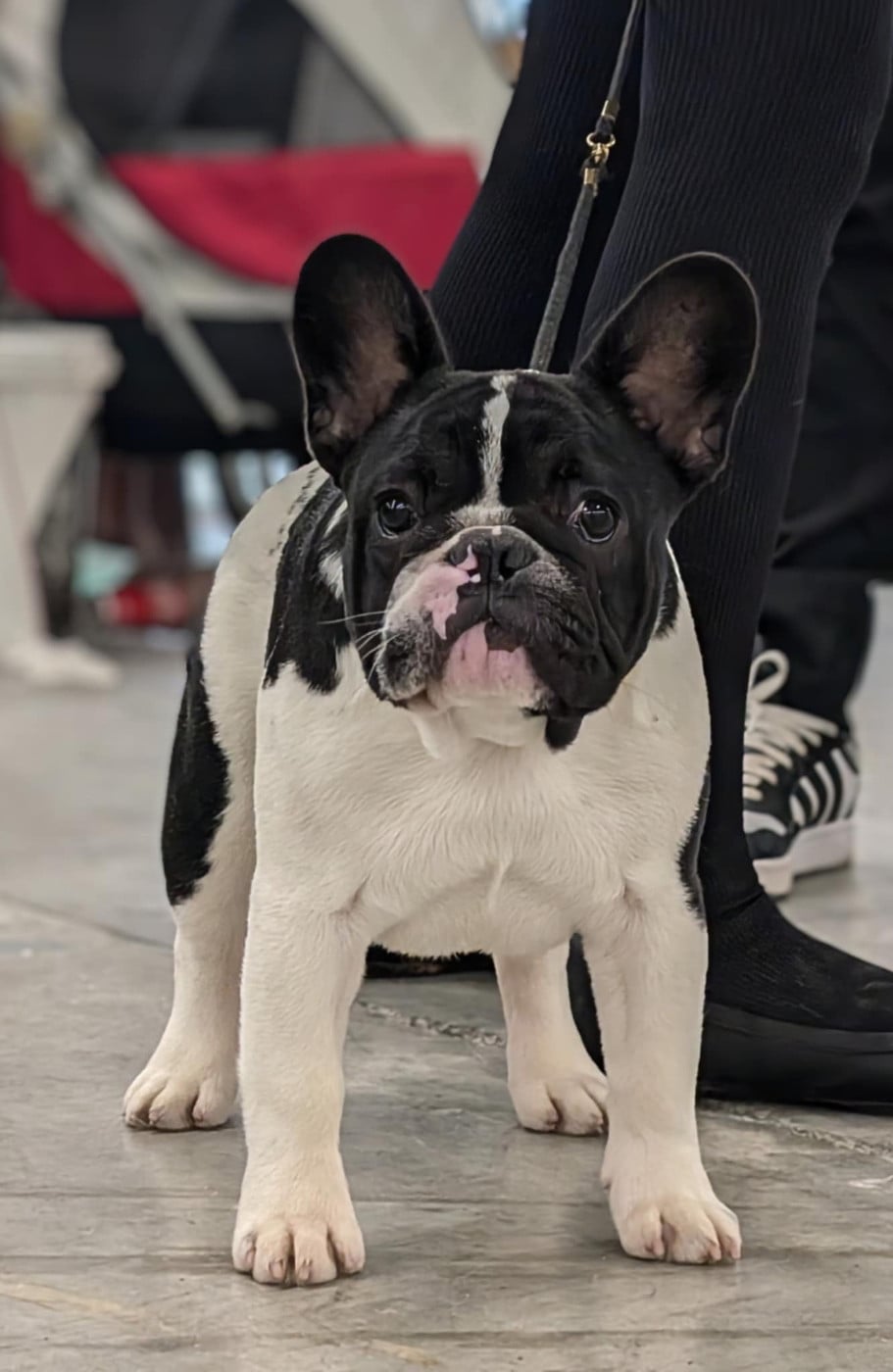CH. VICTOIRE des Révélations Du Marais - 1ERE EXCELLENT- CACJ et MEILLEUR JEUNE
